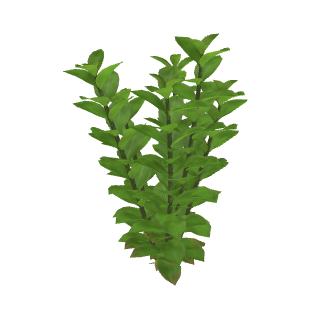 ウォーターバコパ（バコパ・カロリニアーナ） (Bacopa caroliniana)