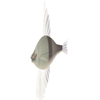 Skalar (Segelflosser) (Pterophyllum scalare)