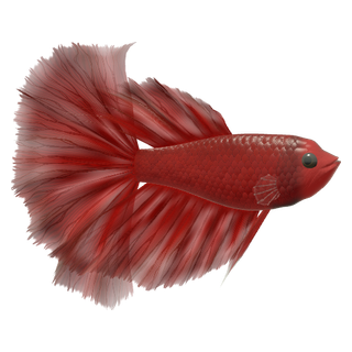 泰国斗鱼 (五彩搏鱼) (Betta splendens)