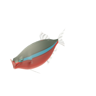 Cardinal Tetra (Paracheirodon axelrodi)
