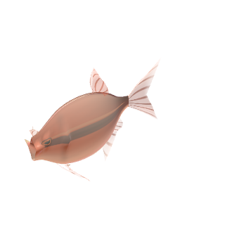 Chili / Mosquito Rasbora (Boraras brigittae (mosquito or chili rasbora))