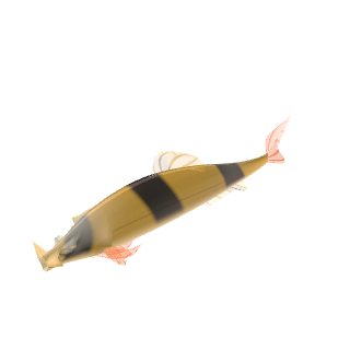 Clown Loach (Chromobotia macracanthus)