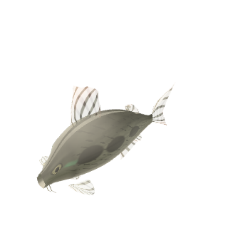 Bronze Corydoras (Corydoras aeneus (bronze cory, as traded))