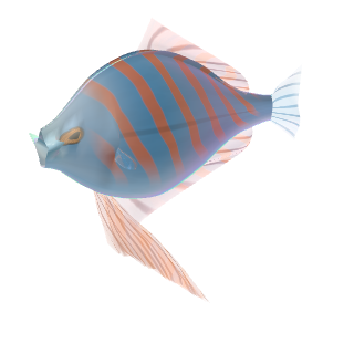Dwarf Gourami (Trichogaster lalius)