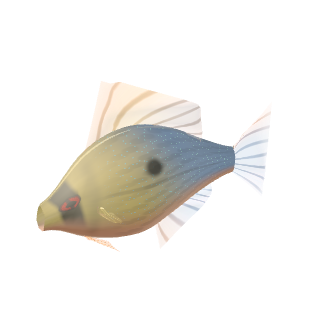 Schmetterlingsbuntbarsch (Ramirezi) (Mikrogeophagus ramirezi)