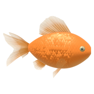 Goldfish (Carassius auratus)