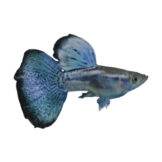 Guppy (Poecilia reticulata)