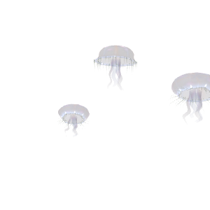 Medusa luna (Aurelia) (Aurelia aurita / A. coerulea)