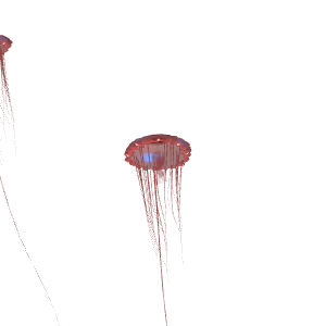 Atolla Jellyfish (Deep-sea Crown Jelly) (Atolla wyvillei)