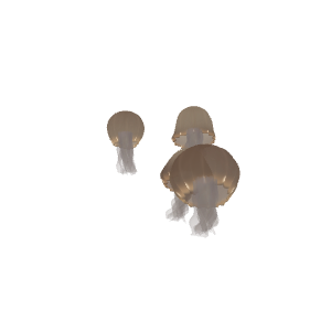 Blue Blubber Jelly (Catostylus) (Catostylus mosaicus)