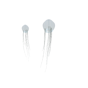 Box Jellyfish (Cubozoa) (Cubozoa: Tripedalia cystophora, Carybdea marsupialis, Alatina alata (Chironex fleckeri is never kept))