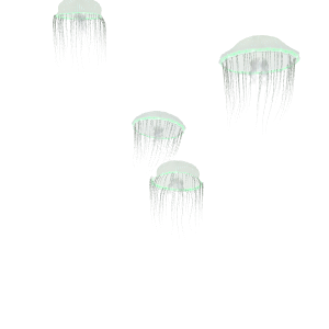 Crystal Jelly (GFP Jellyfish) (Aequorea victoria)