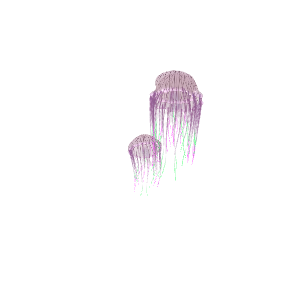 Flower Hat Jelly (Olindias formosus)