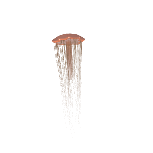 Lion's Mane Jellyfish (Cyanea capillata)