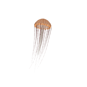 Sea Nettle (Chrysaora) (Chrysaora fuscescens / C. chesapeakei)