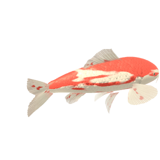 Koi (Carpa koi) (Cyprinus rubrofuscus (Cyprinus carpio))