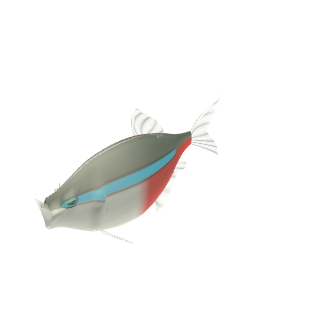 Neon Tetra (Paracheirodon innesi)