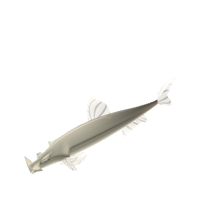 Otocinclus (Oto) (Otocinclus macrospilus (as a representative; many otos are traded under this name))