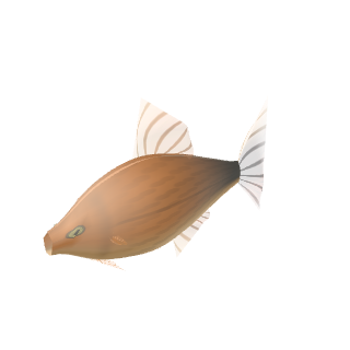 Southern Platy (Xiphophorus maculatus)