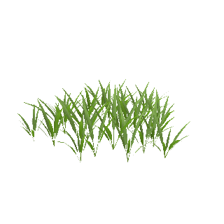 Grasartige Schwertpflanze (Helanthium tenellum) (Helanthium tenellum (syn. Echinodorus tenellus))