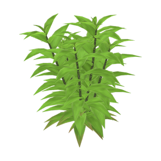 Dwarf Hygrophila (Hygrophila polysperma)