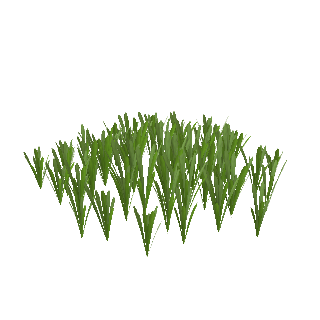 Brazilian Micro Sword (Lilaeopsis brasiliensis)
