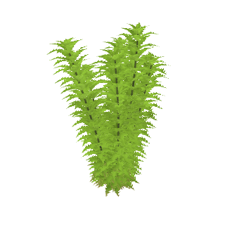 Asian Marshweed (Limnophila sessiliflora)