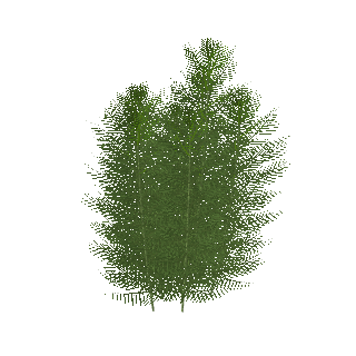 Matogrosso Milfoil (Myriophyllum mattogrossense)