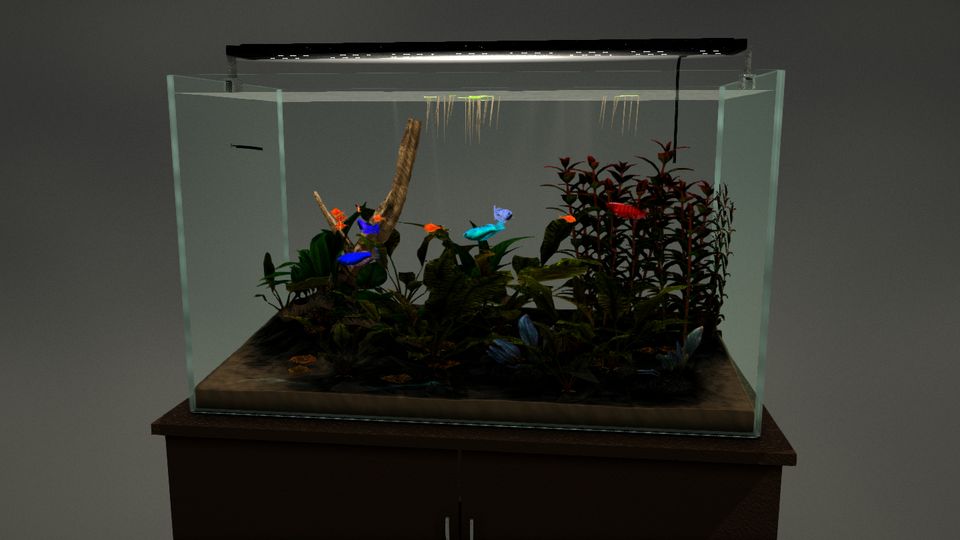 Sorority de Bettas — acuario